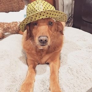 Meet your Posher, Stella